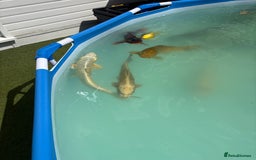 Koi Carp fish for sale: Japanese koi carp - Image 7