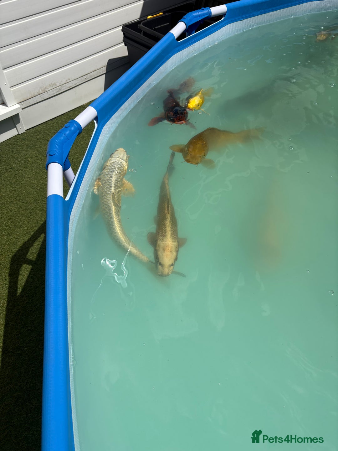 Koi Carp fish for sale: Japanese koi carp - Image 7