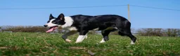 Border Collie dogs for sale: Border collies pups stop and have a look at these - Advert 7