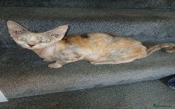 Devon Rex cats for sale: Devon Rex pedigree neutered girl - Image 1