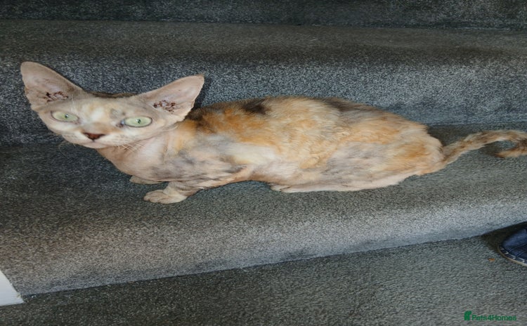 Devon Rex cats - Advert 6