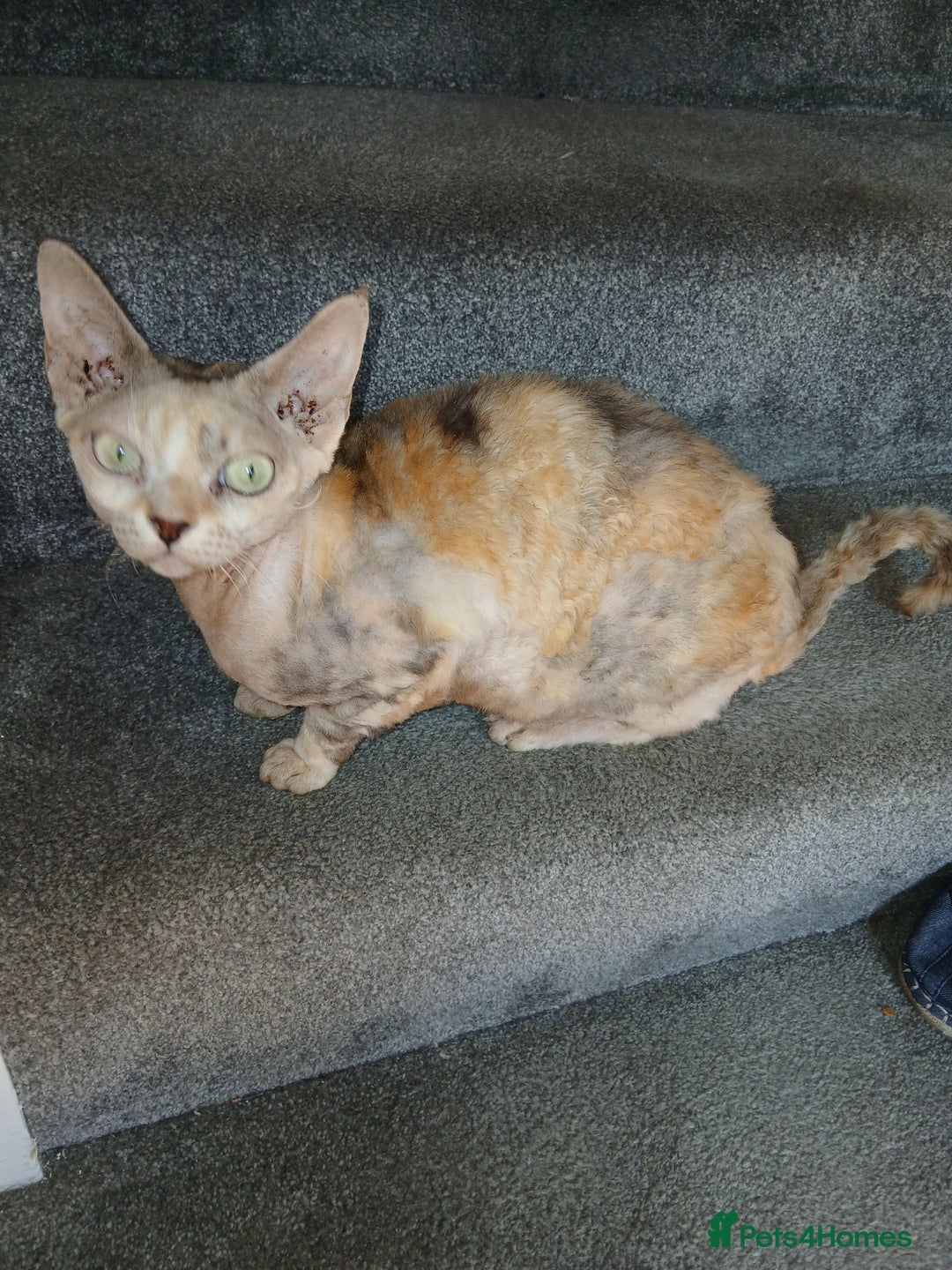 Devon Rex cats for sale: Devon Rex pedigree neutered girl - Image 1