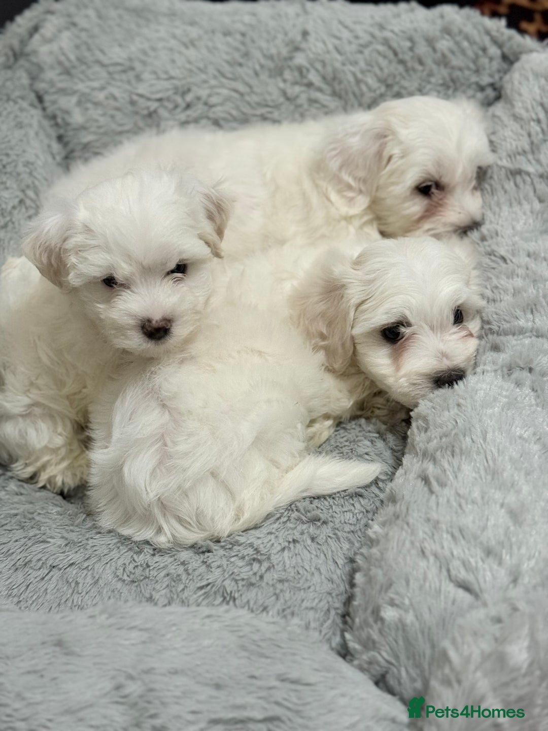 Maltese dogs for sale: Maltese puppy’s  - Image 9