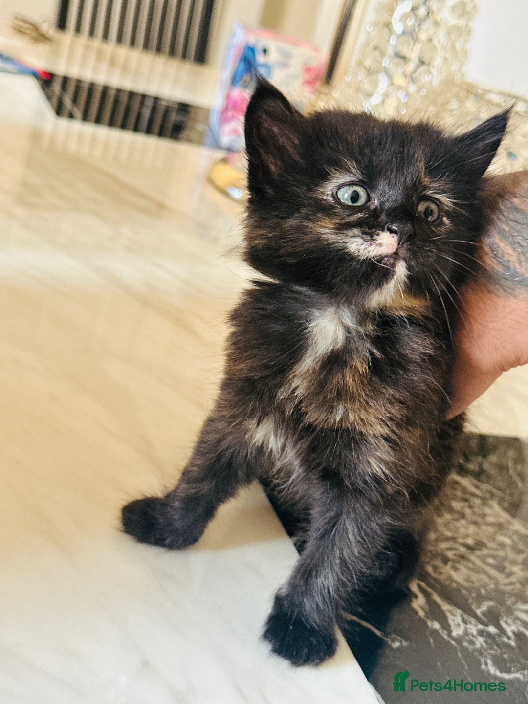 Turkish Angora cats for sale: Tabby/turkish angora kittens  - Image 3
