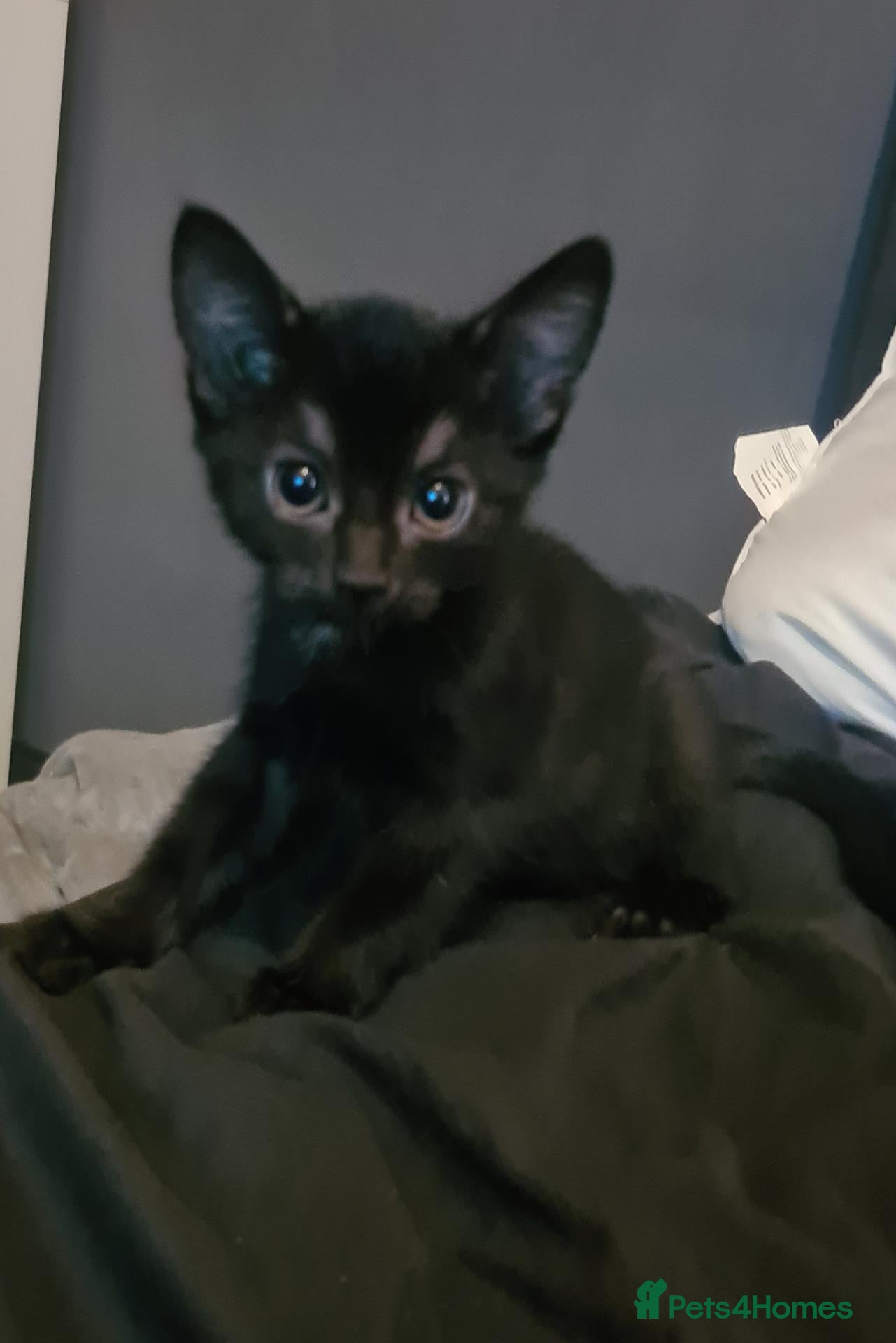 Mixed Breed cats Two beautiful females - Advert 16