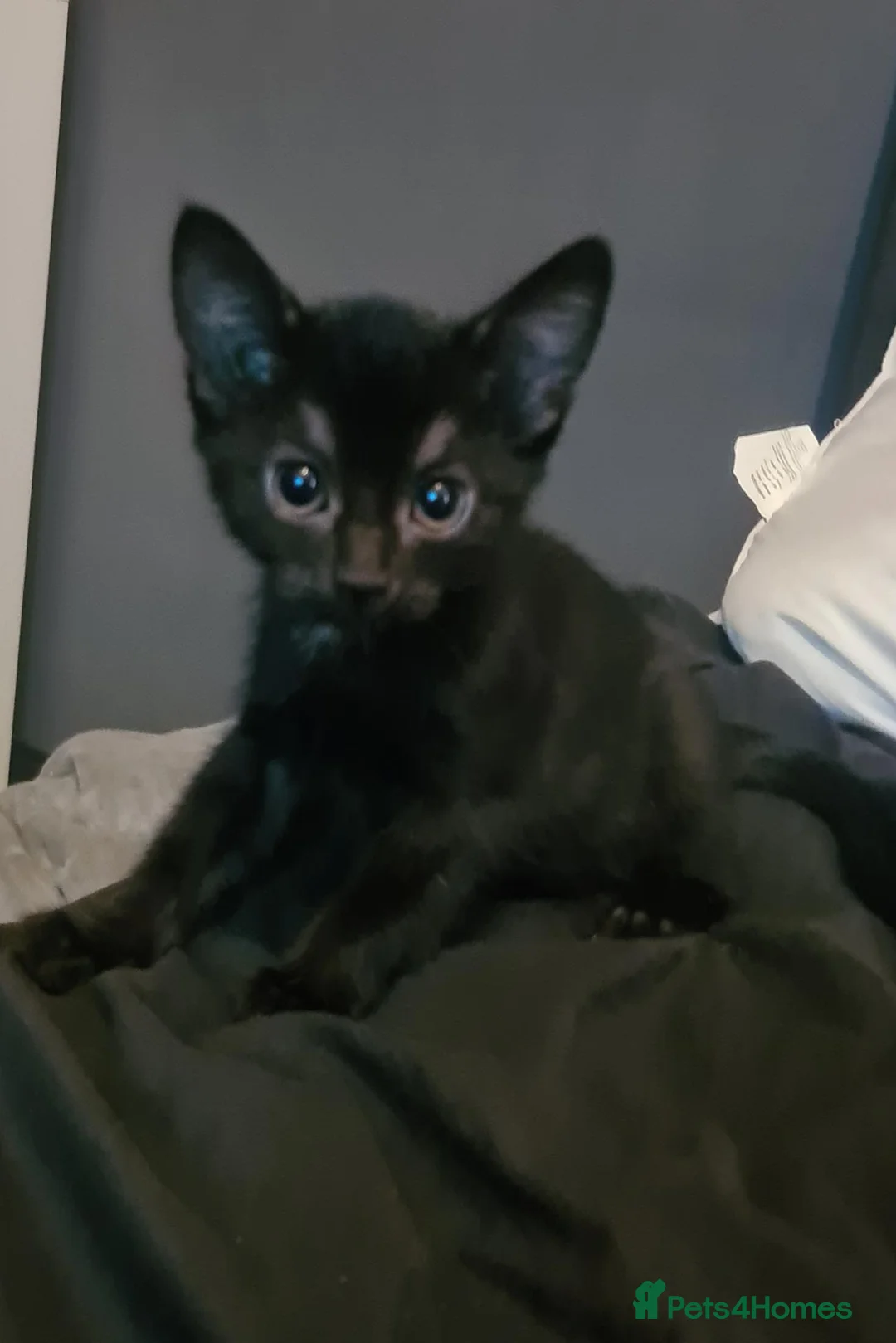 Mixed Breed cats for sale: Two beautiful females - Advert 1