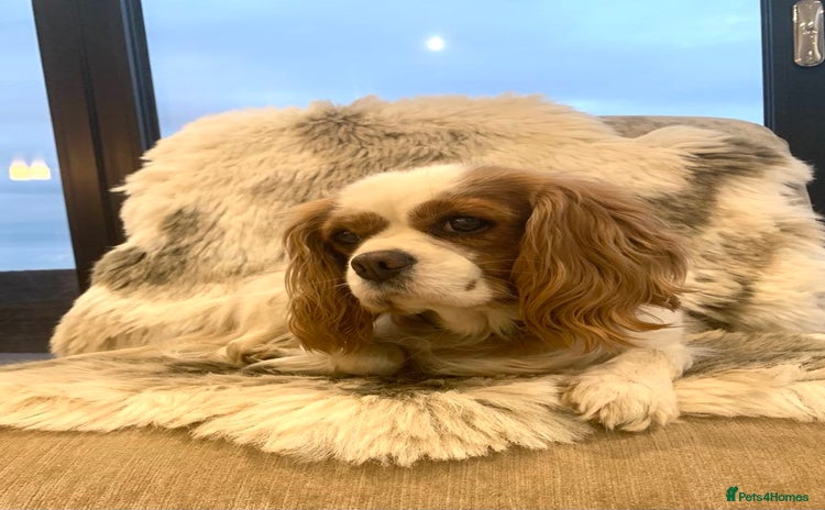 Cavalier King Charles Spaniel dogs - Advert 8