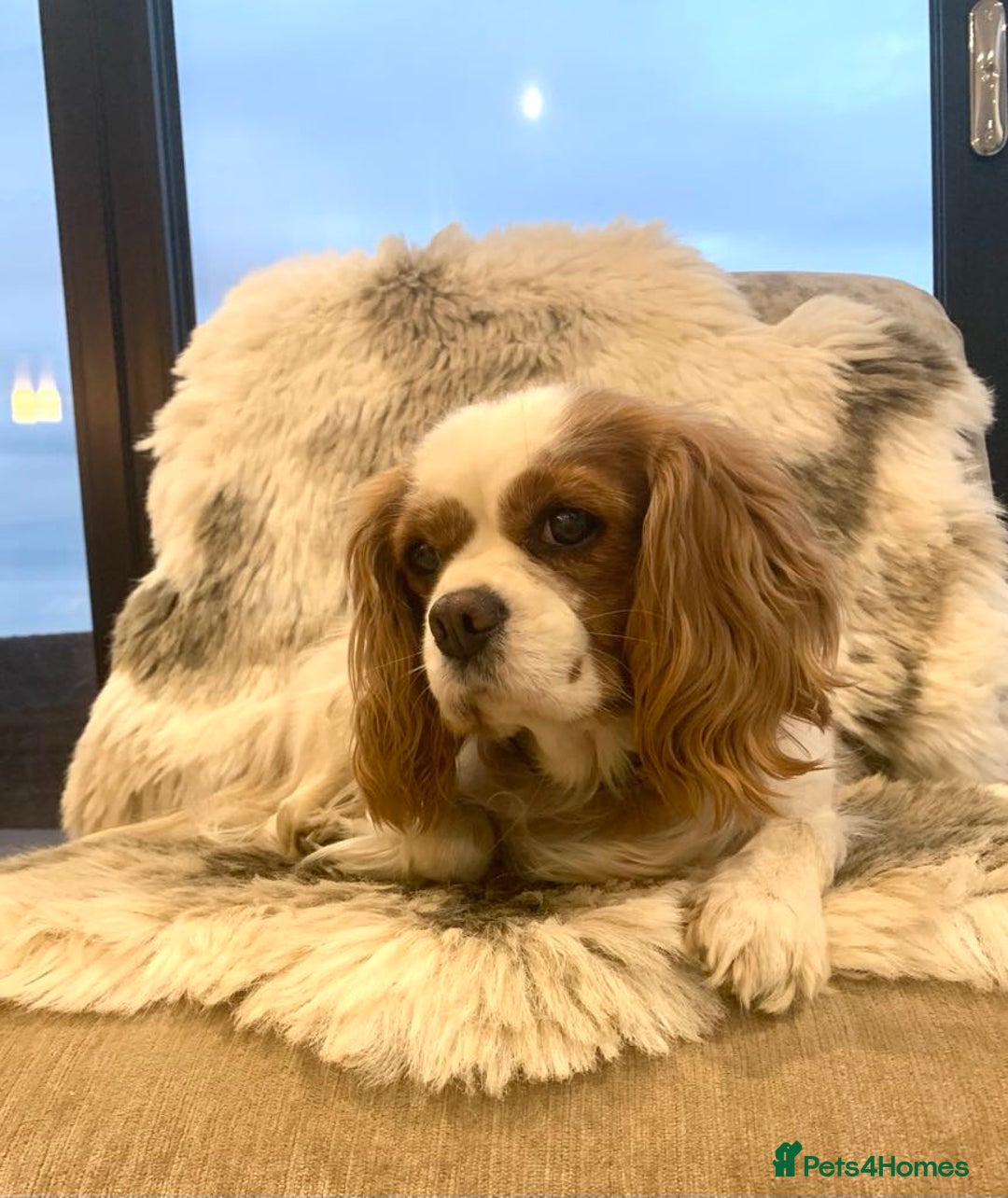 Cavalier King Charles Spaniel dogs for sale: Beautiful Mia - Image 1