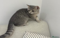 British Shorthair cats for sale: Boy & Girl British Shorthair kittens  - Image 5