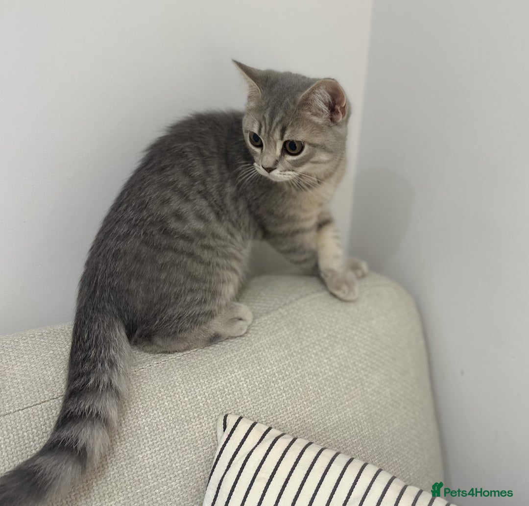 British Shorthair cats for sale: Boy & Girl British Shorthair kittens  - Image 5
