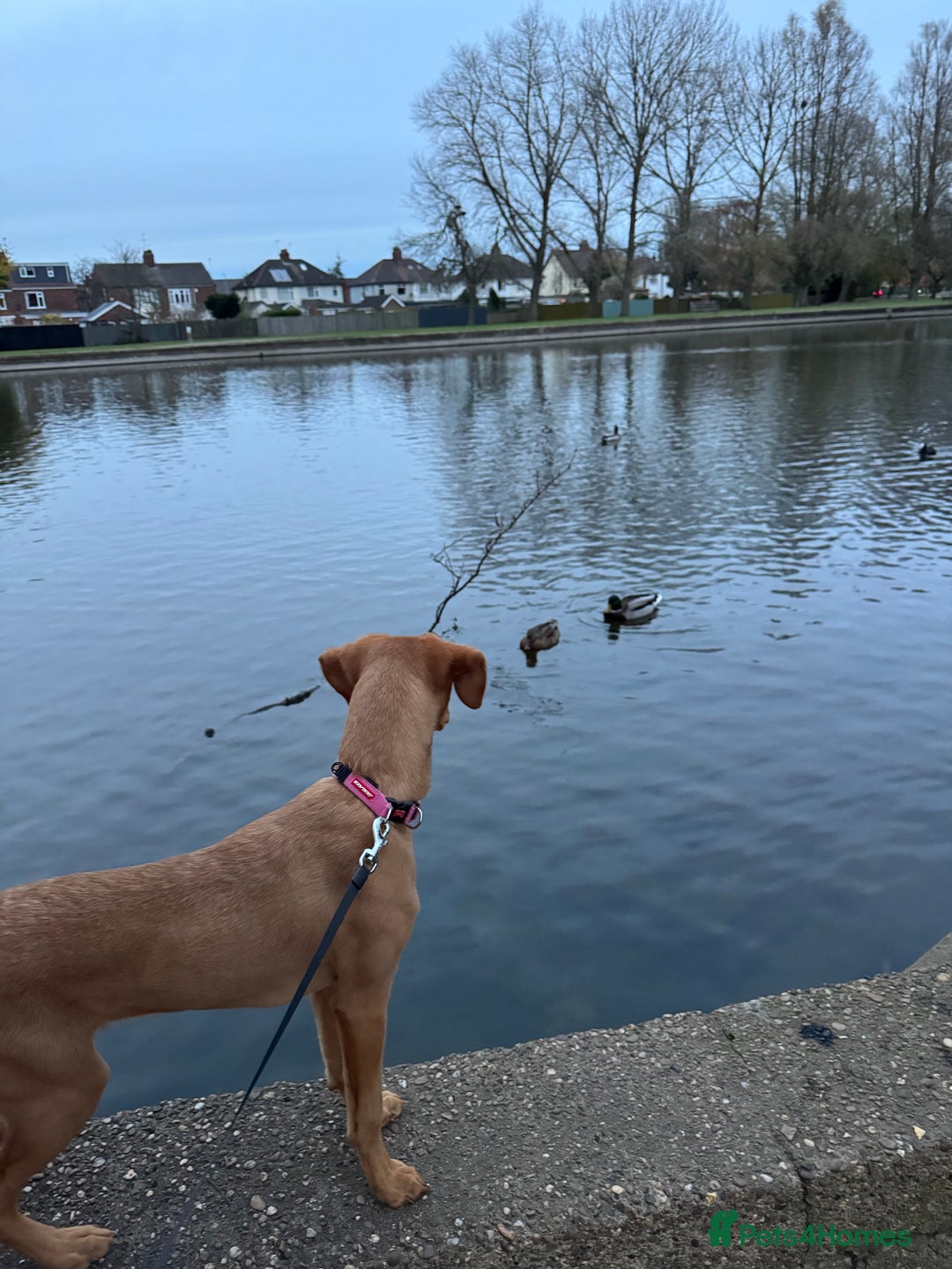 Labrador Retriever dogs for sale: Female red fox labrador - Advert 3