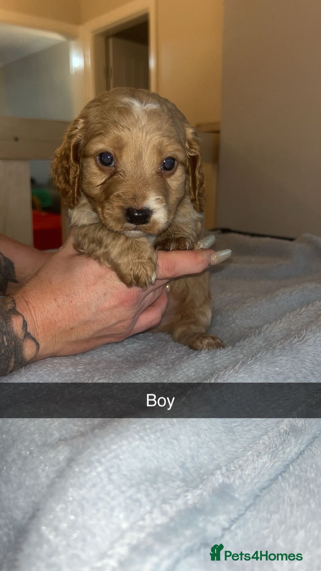 Cockapoo dogs for sale: Cockerpoo - Advert 2