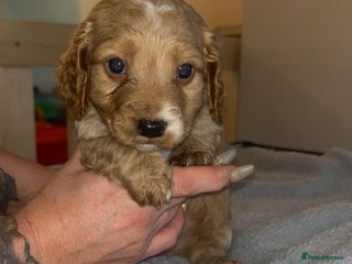 Cockapoo dogs Cockerpoo - Advert 8