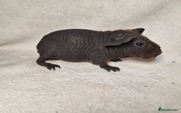Guinea Pig rodents for sale: Skinny pig boys - Image 6