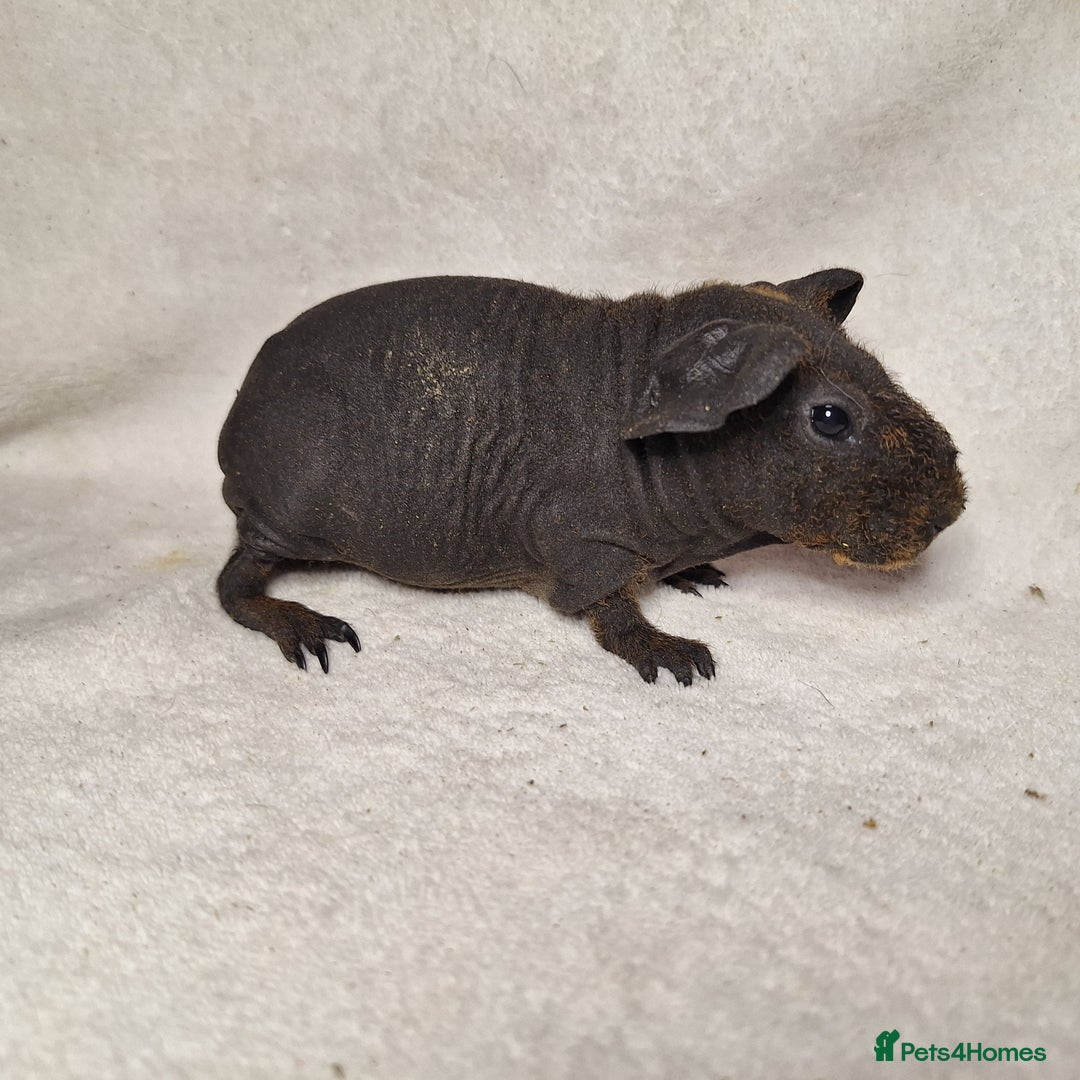 Guinea Pig rodents for sale: Skinny pig boys - Image 6
