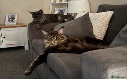 Maine Coon cats for sale: Maine coon - Image 2