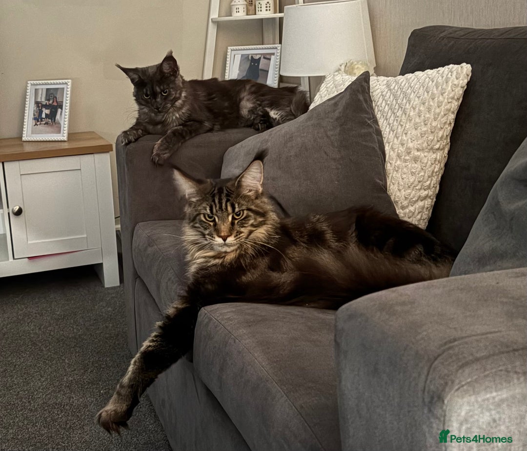 Maine Coon cats for sale: Maine coon - Image 2