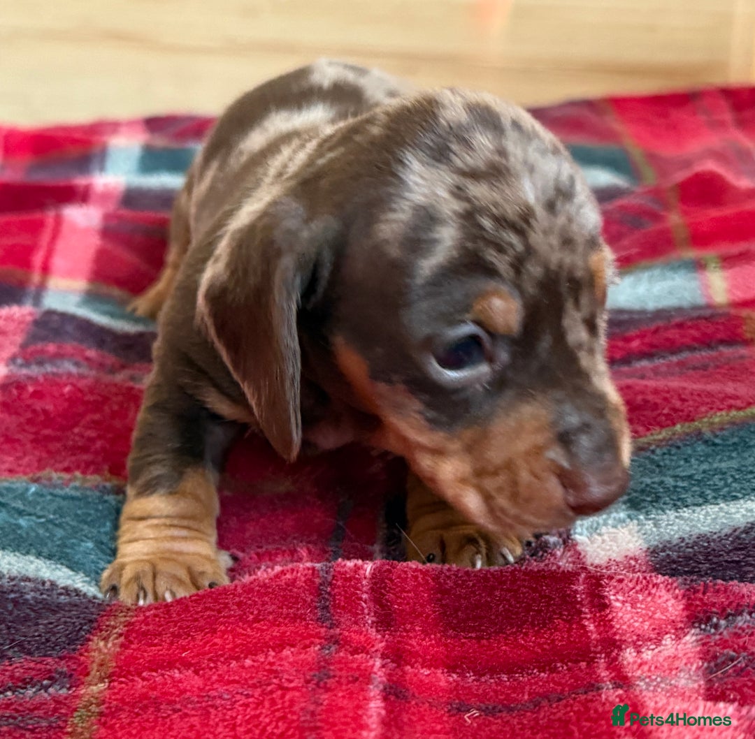 Miniature Dachshund dogs for sale: Miniature dapple Daschunds  - Image 4
