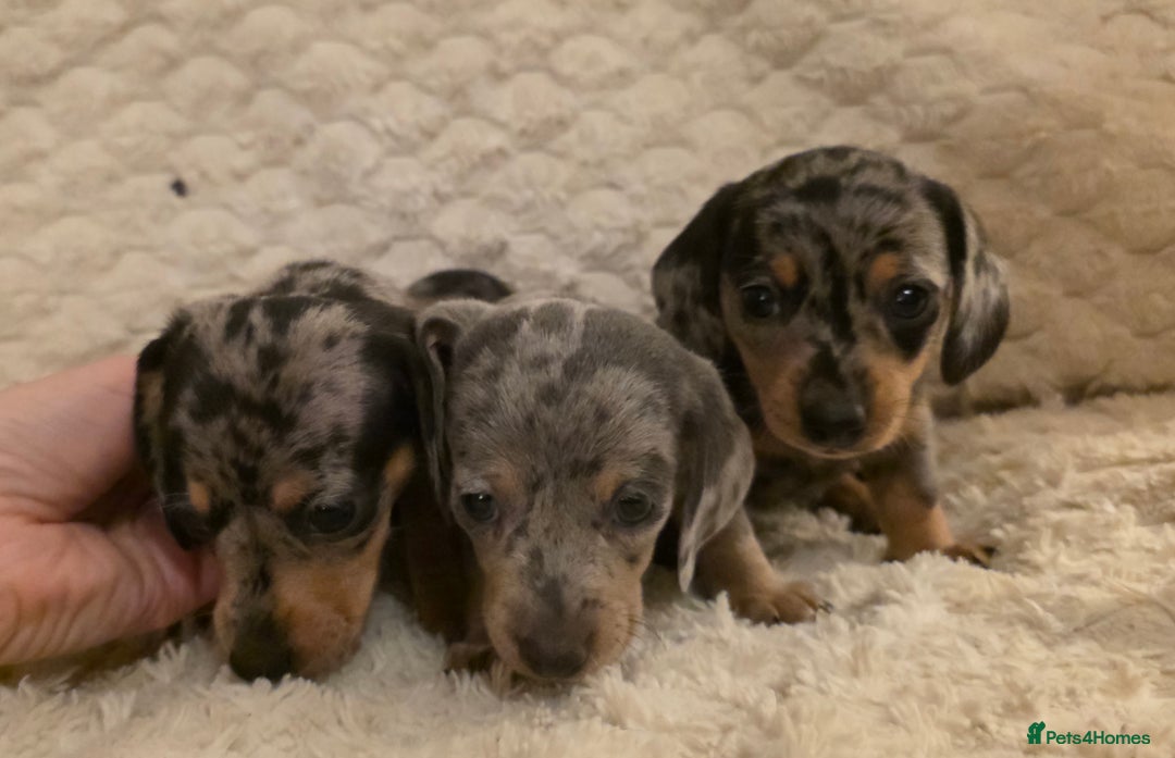 Miniature Dachshund dogs for sale: Amazing miniture dachshund puppies  - Image 14