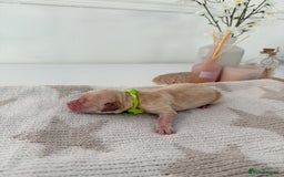 Goldador dogs for sale: A Special Litter of Goldador Puppies - Image 6
