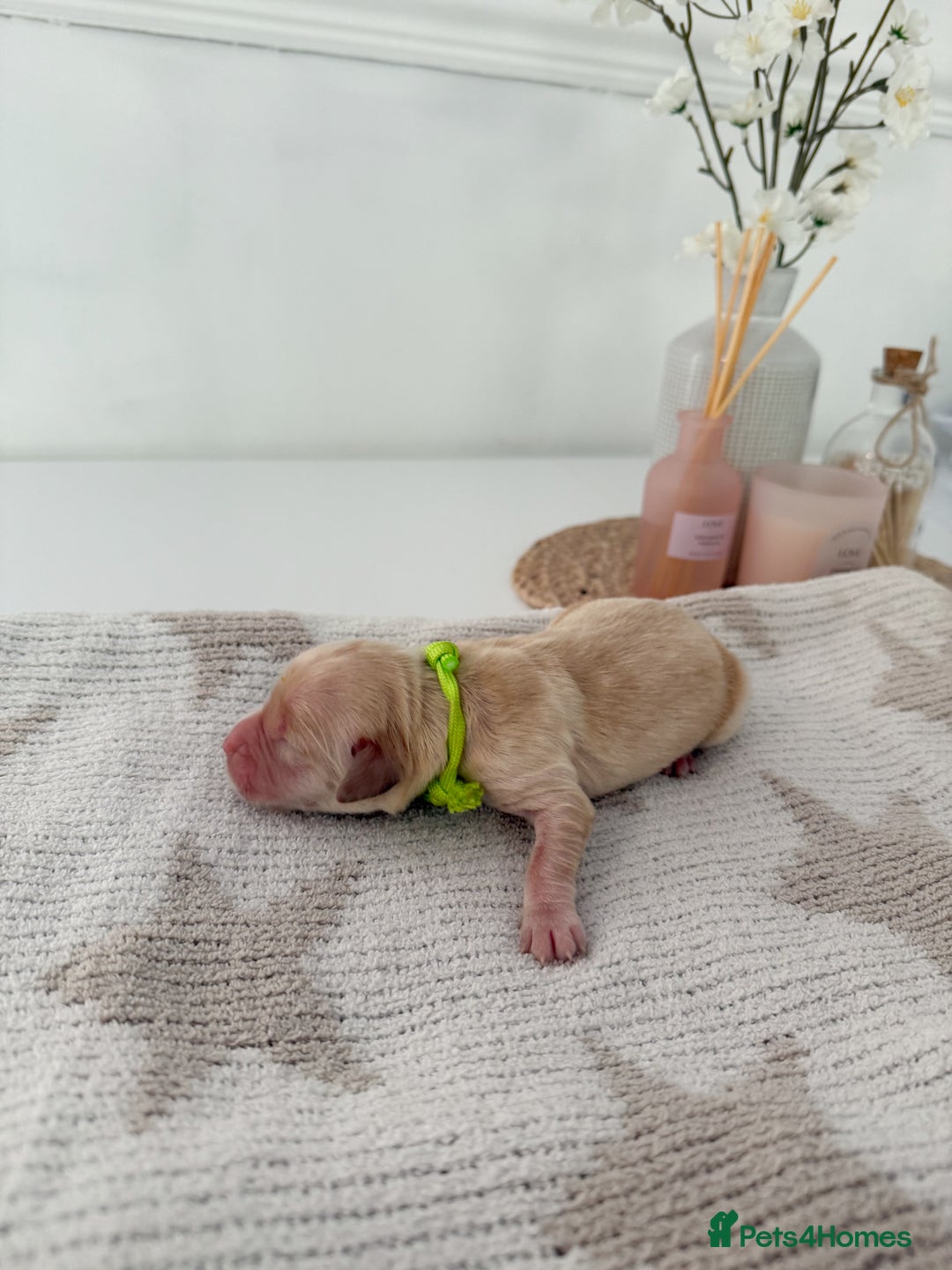 Goldador dogs for sale: A Special Litter of Goldador Puppies - Image 6