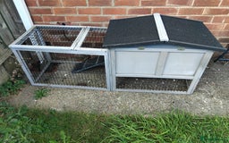 Guinea Pig rodents for sale: 2 female Guinea pigs - Image 6