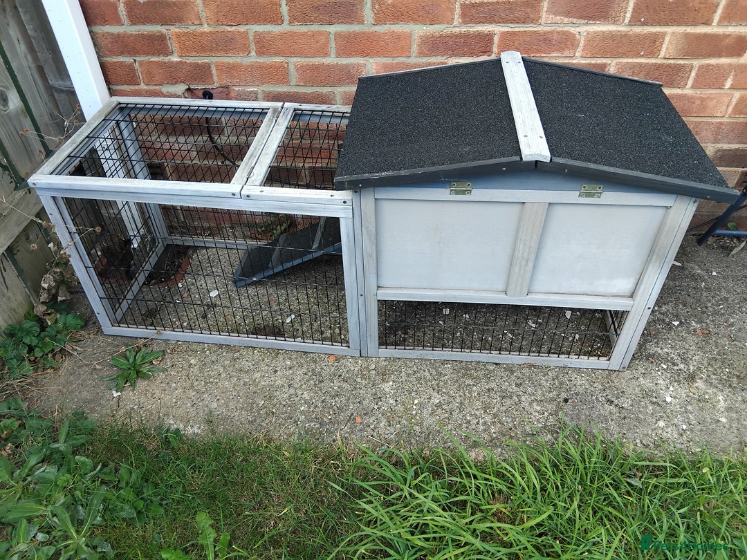 Guinea Pig rodents for sale: 2 female Guinea pigs - Image 6