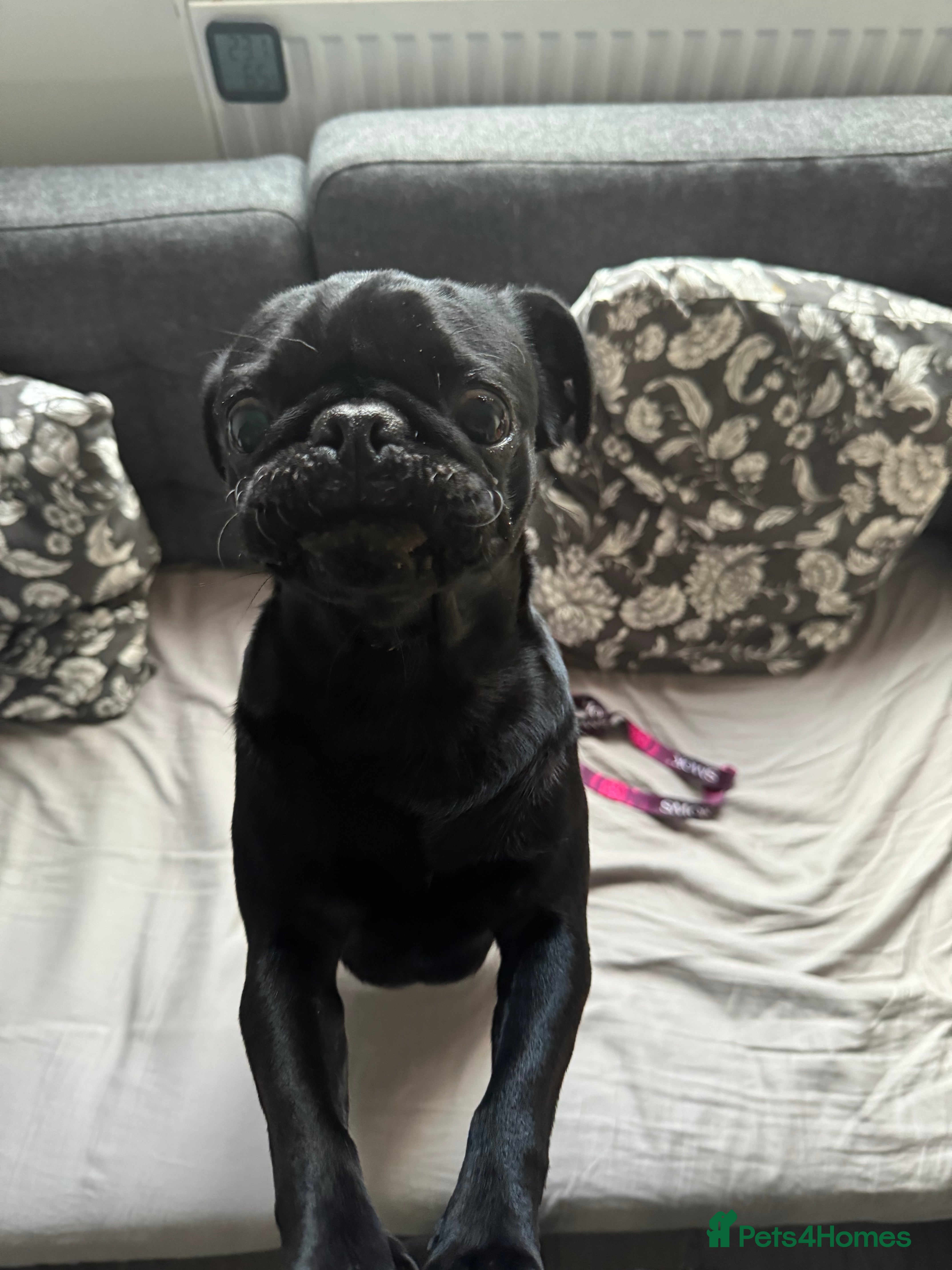 Pug dogs Black Kc registered Pug - Advert 2