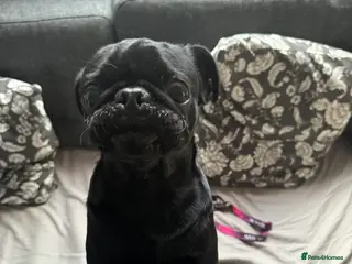 Pug dogs Black Kc registered Pug - Advert 1
