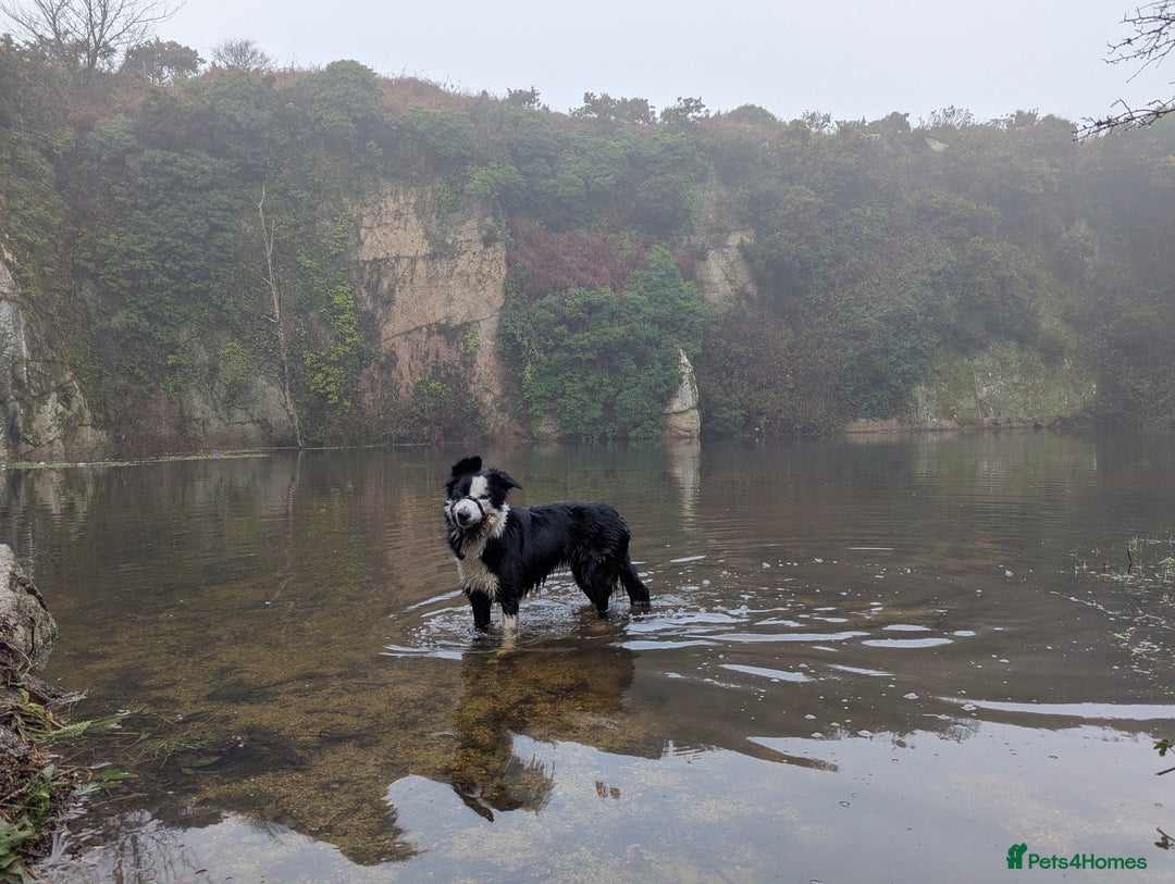 Border Collie dogs for sale: ISDS&KC REGISTERED BORDER COLLIE /MERLE PUPS  - Advert 13