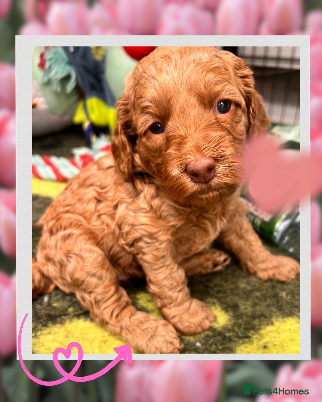 Australian Labradoodle dogs Tiny Tails,Big♥️Australian labradoodle - Advert 12