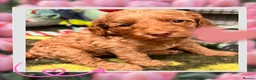 Australian Labradoodle dogs for sale: Last minute cancellation💙♥️Australian labradoodle - Advert 13