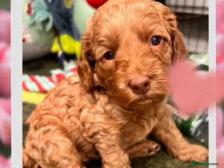 Australian Labradoodle dogs Tiny Tails,Big♥️Australian labradoodle - Advert 12