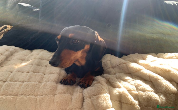 Dachshund dogs - Advert 2