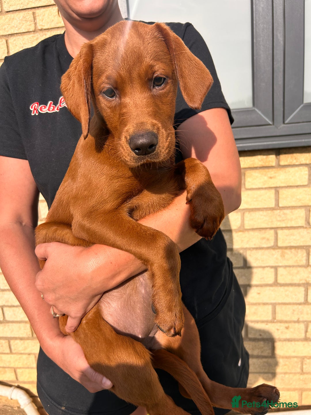 Lab Mix Red Blood Coonhound Blood Hound Chocolate Lab Unbeatable Mix