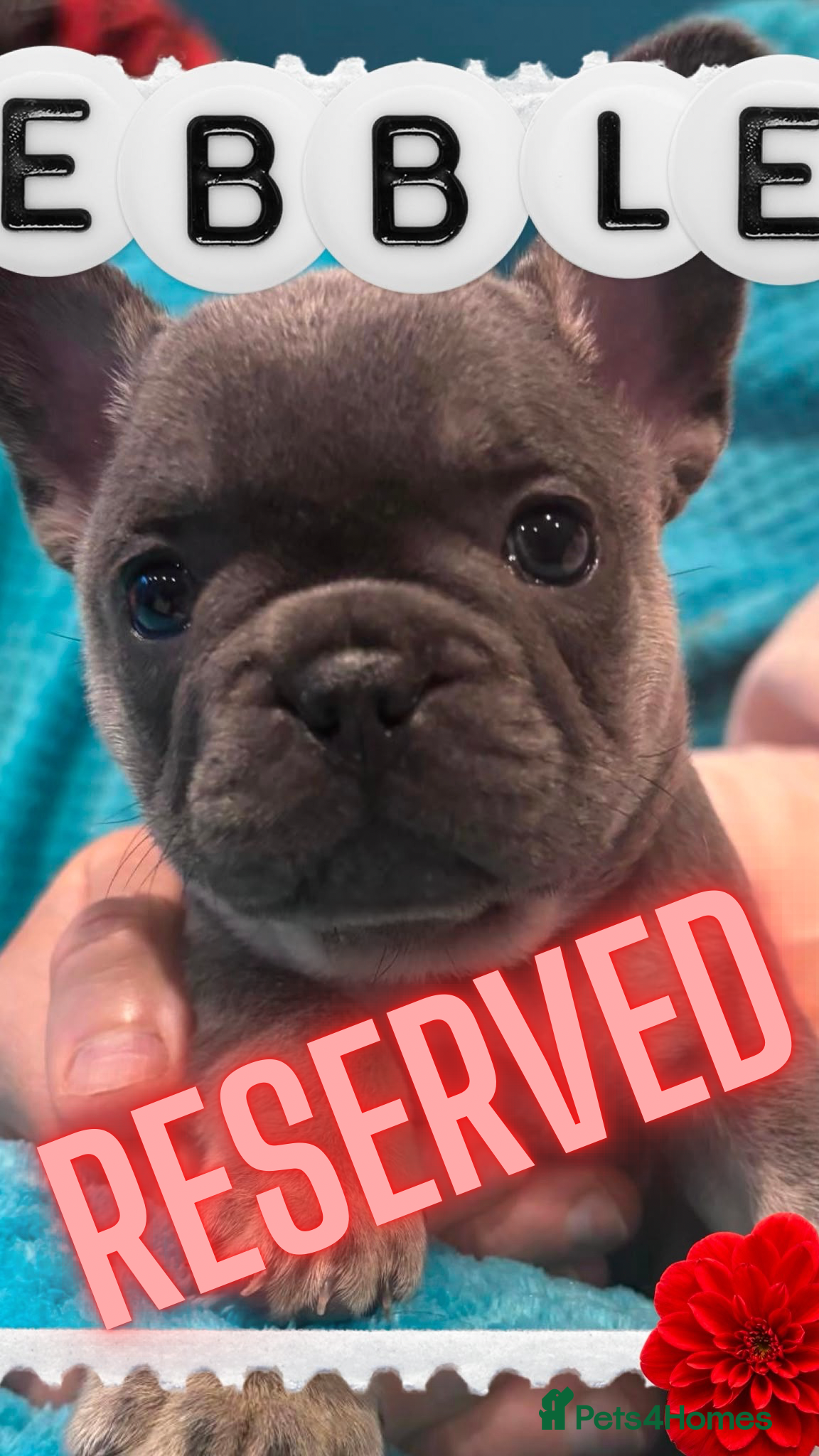 French Bulldog dogs French Bulldog puppies  - Advert 2