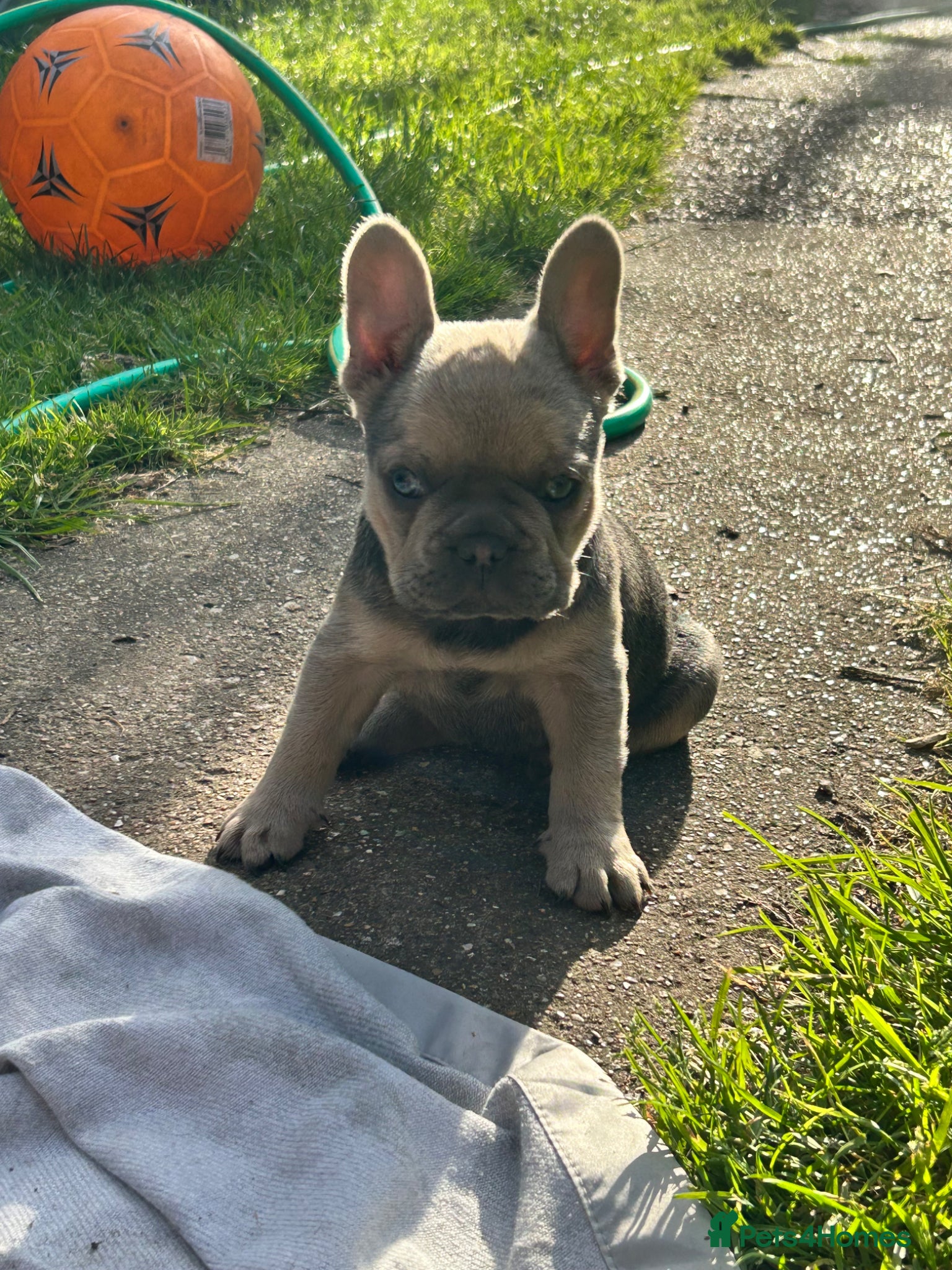French Bulldog dogs Quality French bull dogs pups 💙💙💙🩷🩷🩷 - Advert 2