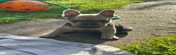 French Bulldog dogs for sale: Quality French bull dogs pups 💙💙💙🩷🩷🩷 - Advert 2