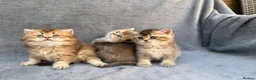British Longhair cats for sale: Pedigree British longhair golden chocolate lilac - Advert 18