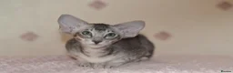 Oriental cats for sale: Tica Oriental kittens for reservation - Advert 10