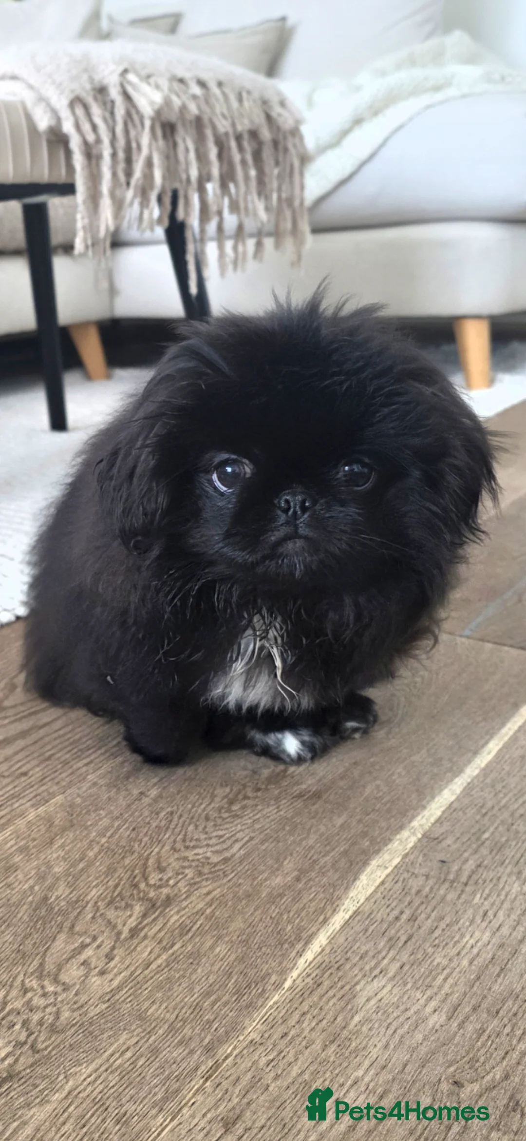 Pekingese dogs for sale: Pekingnese  - Advert 2
