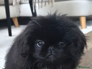 Pekingese dogs Pekingnese - Advert 3
