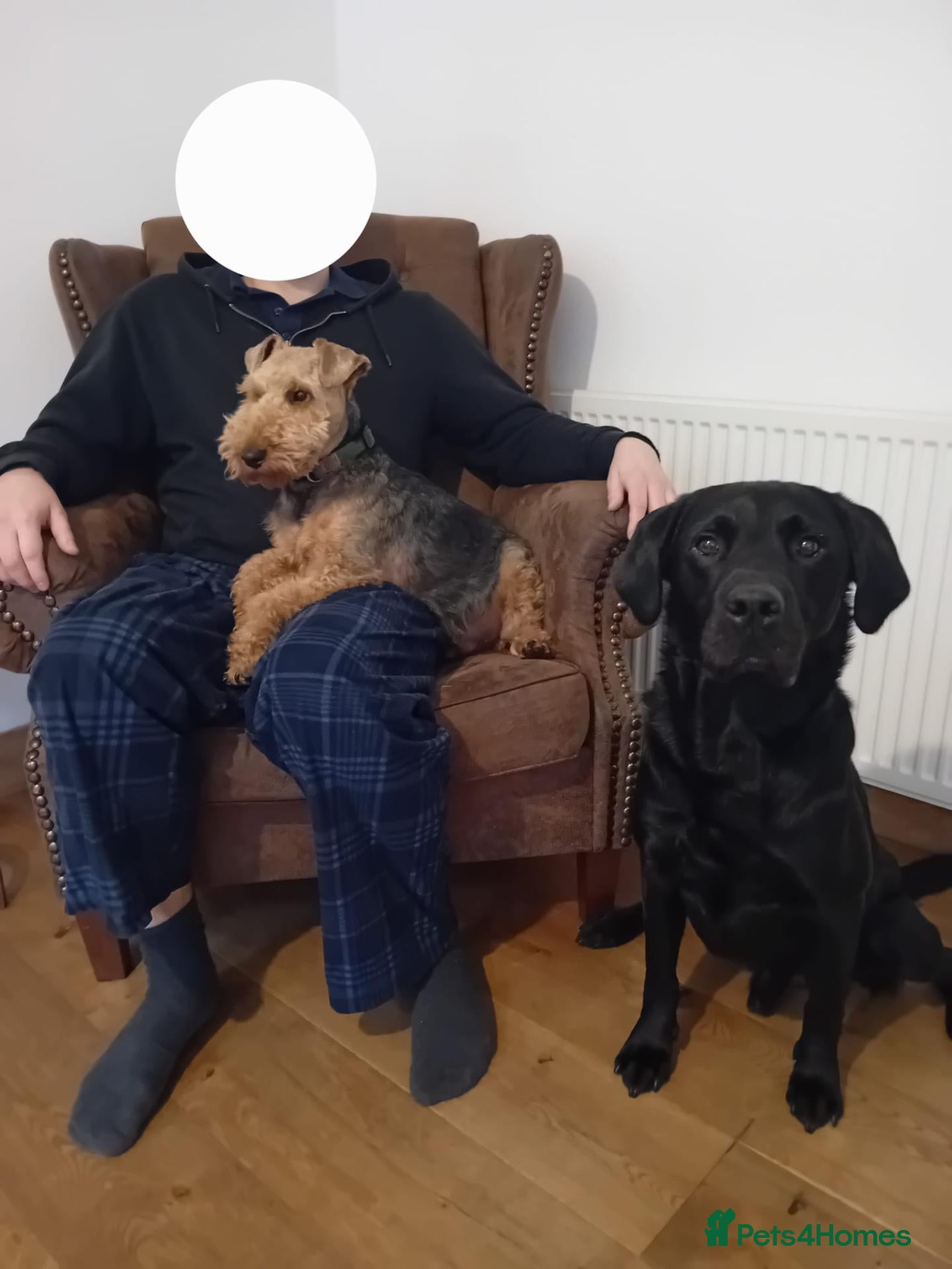Welsh Terrier dogs for sale: Wallace - Cuddly Welsh Terrier - Advert 2