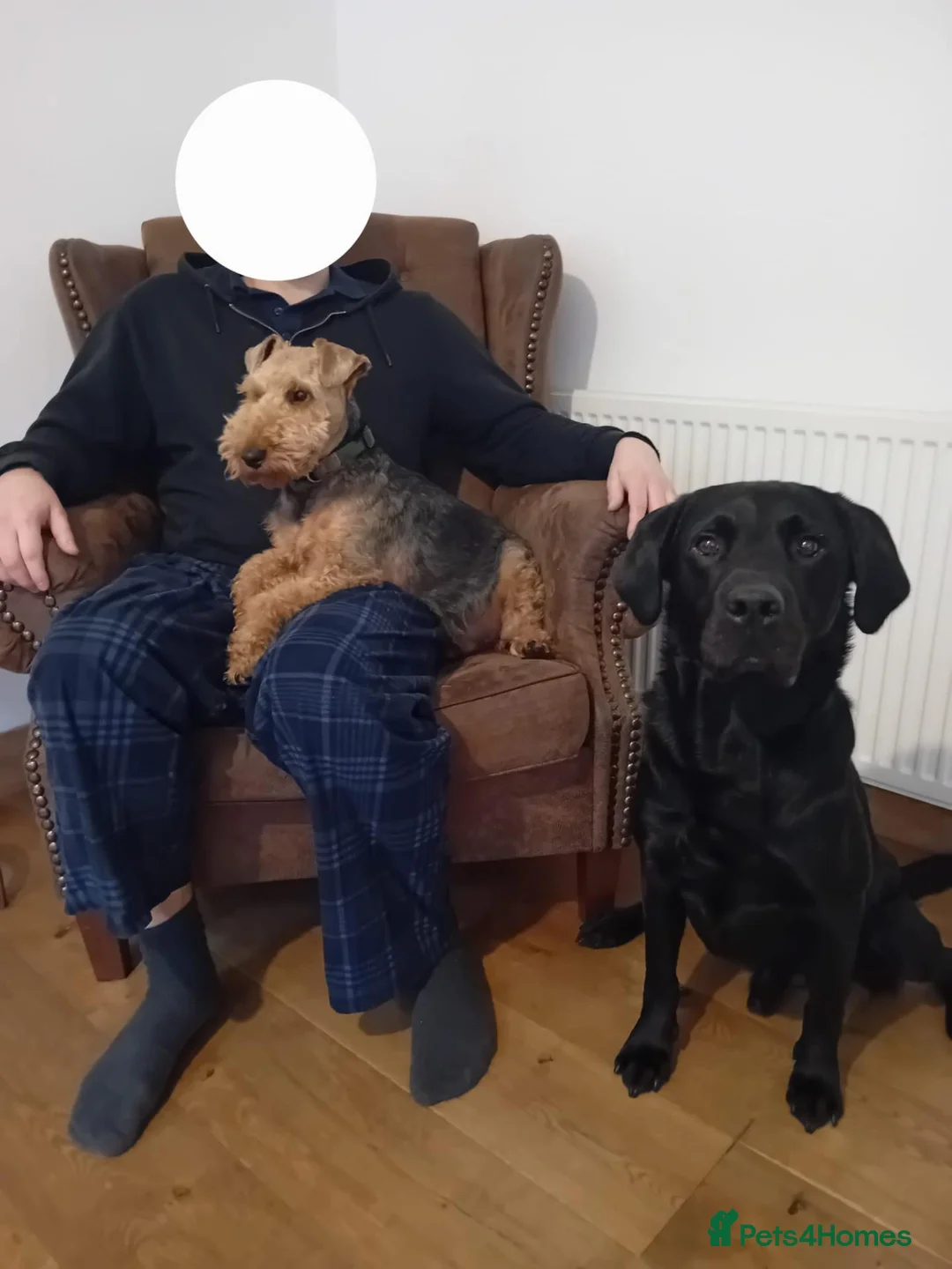 Welsh Terrier dogs for sale: Wallace - Cuddly Welsh Terrier - Advert 2