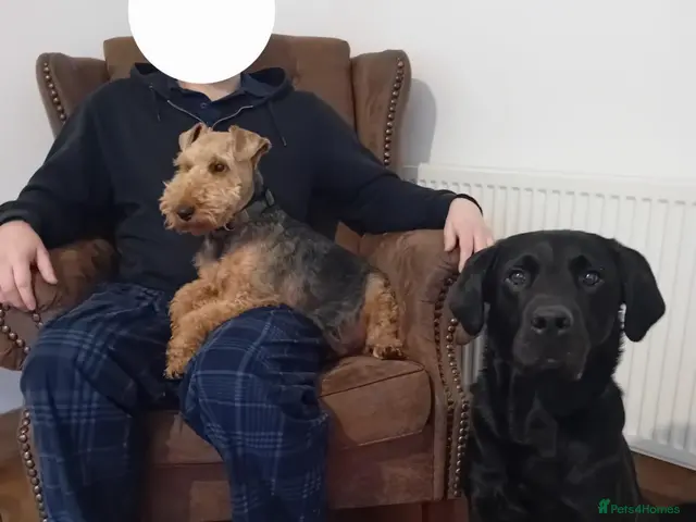 Welsh Terrier dogs for sale: Wallace - Cuddly Welsh Terrier - Advert 2