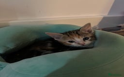 Domestic Shorthair cats for sale: Kittens - Image 18