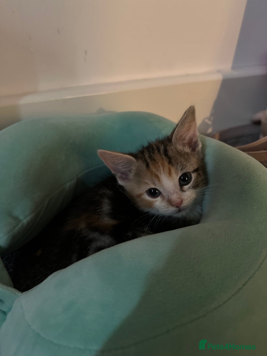 Domestic Shorthair cats for sale: Kittens - Image 18