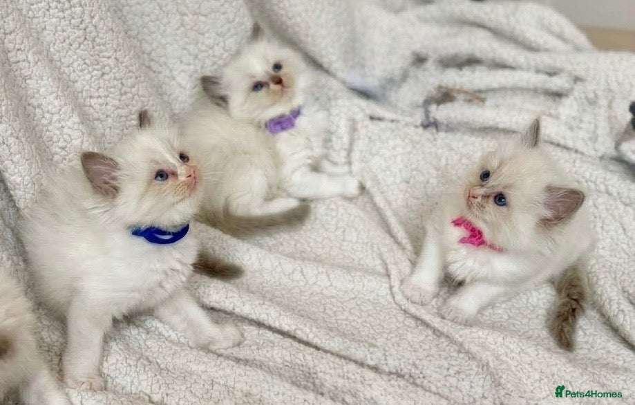 Ragdoll cats Gorgeous Ragdoll kittens - Advert 8