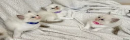 Ragdoll cats for sale: Gorgeous Ragdoll kittens - Advert 1