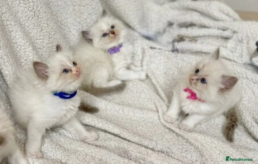 Ragdoll cats for sale: Gorgeous Ragdoll kittens - Advert 1